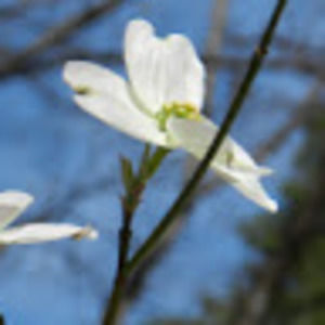 Meet your Posher, Banfield